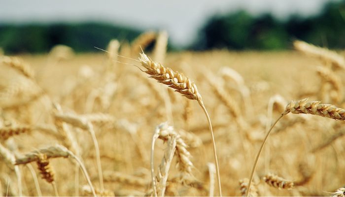 A field of wheat.— Pixabay