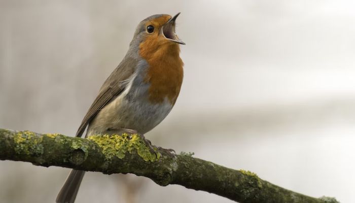 İlkbaharda Robin kuşu ötüyor.— Unsplash