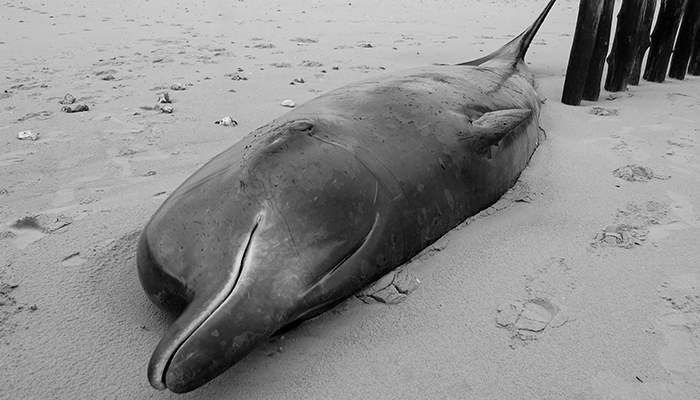 A photograph taken on November 7, 2022, shows an injured beaked whale shored on a beach in Sangatte, northern France. According to the Ligue des animaux (LPA-Animals League), the rising tide could allow the injured animal to reach the sea. — AFP