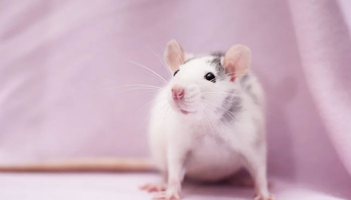 Rats groove on the beats of popstars, researchers found