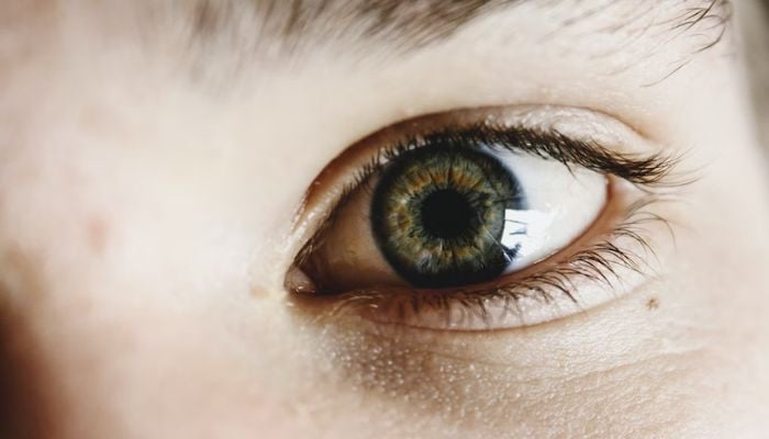 Bilim adamları laboratuvarda kök hücreler kullanarak ‘mini gözler’ büyütüyor