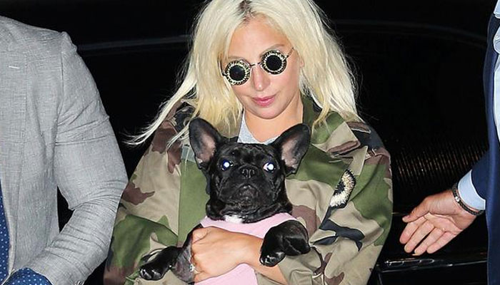 Lady Gaga dog-napper tossed to jail for 21 years: Report
