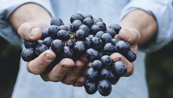 A person holds a bunch of grapes.— Unsplash