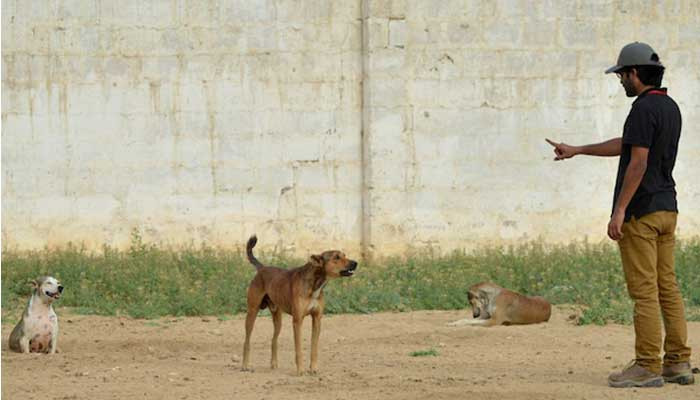 2022’de Karaçi’de 26.000’den fazla kişi köpek ısırıklarından yaralandı