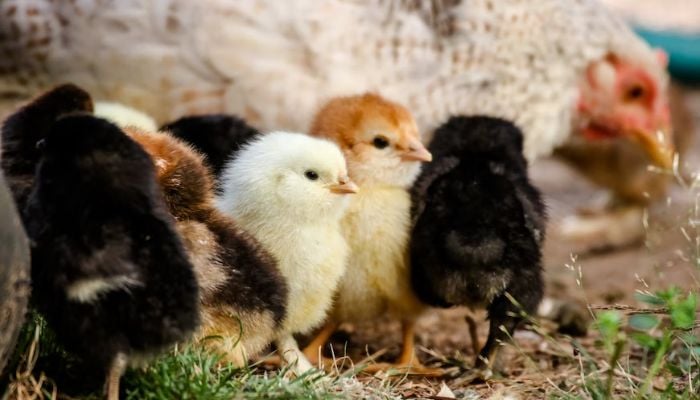 Image shows a group of chicks.— Unsplash