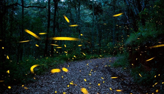 Dari kunang-kunang robot hingga plester okra: solusi 2022 yang terinspirasi dari alam