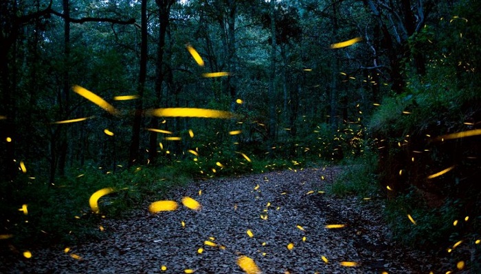 Fireflies have inspired scientists to build bug-sized robots that could be useful for search and rescue missions. — AFP/File