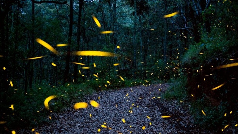 Fireflies have inspired scientists to build bug-sized robots that could be useful for search and rescue missions.— AFP/file