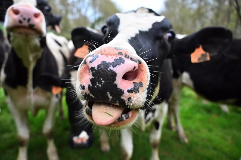 Researchers extracted the mucus from the salivary glands of cows and turned it into a gel that binds to and constrains viruses.— AFP