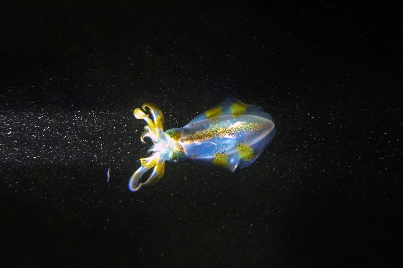 Squids have miniature organs called chromatophores that can drastically change size, and also help them change colour.— AFP/file