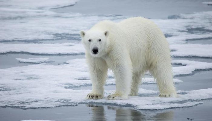 The picture shows a Canadian polar bear standing on ice. — AFP