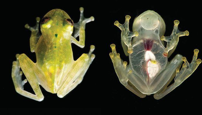 An image of the glass frog in its normal transparent state.  — Twitter/@artzspd