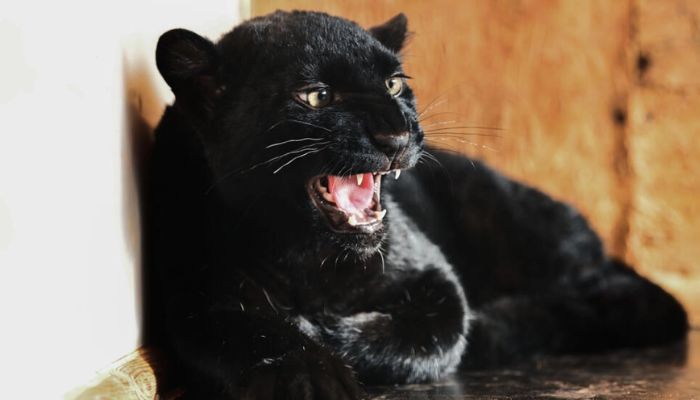 A black panther named Kiara, a survivor of animal trafficking, was rescued from Ukraine and brought to France.— AFP