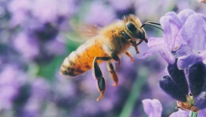 A honey bee sucks nectar from a flower.— Unsplash
