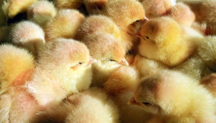 Last June, 18 European NGOs formed a coalition demanding the end of chick and duck culling.— AFP