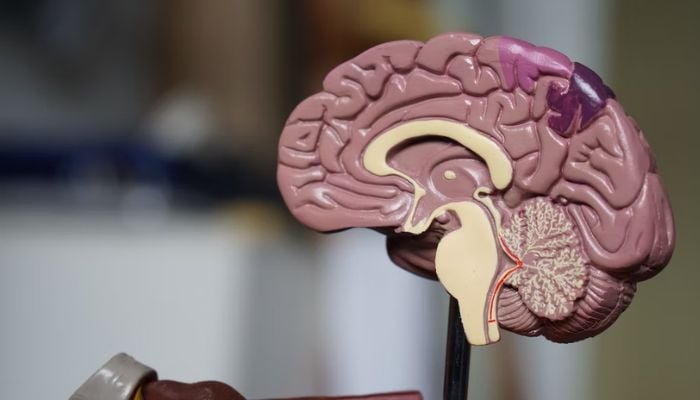 Image shows a 3D plastic model of the brain.— Unsplash