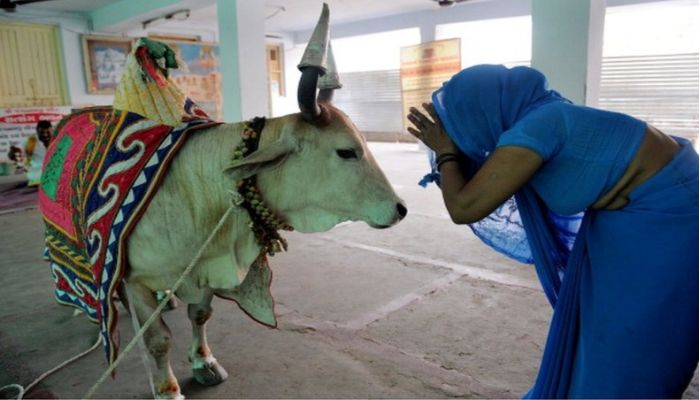A cow is worshipped and decorated during festivals in India. — AFP/file
