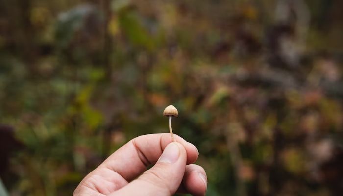 Una persona con in mano un minuscolo fungo.— Unsplash