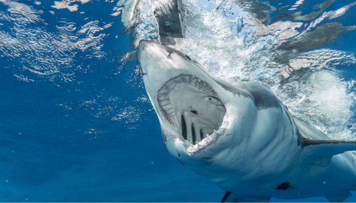 Scary shark opening mouth in water.— Pexels