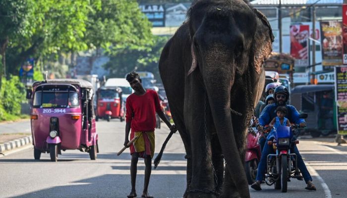Shrinking habitat has led to Sri Lankas elephants raiding villages looking for food and many suffer agonising deaths after foraging in plastic waste.— AFP/file