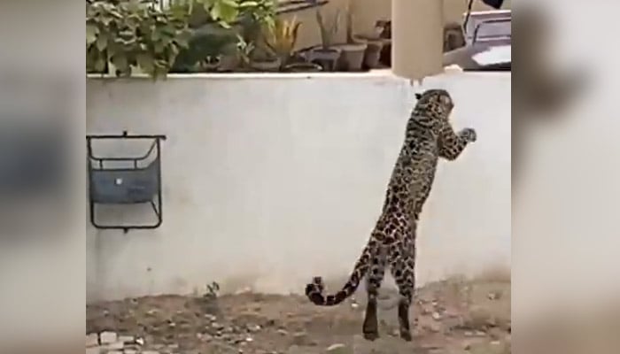 A screengrab taken from a video showing the leopard that had been roaming around a housing society in Islamabad on February 16, 2023. — Twitter/@freakonomist5