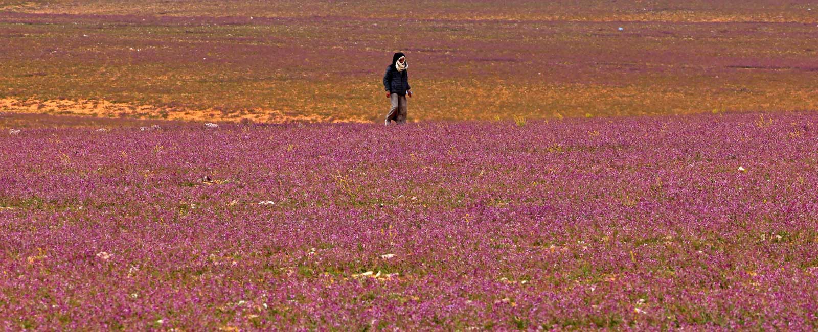 Floral bloom turns Saudi desert purple
