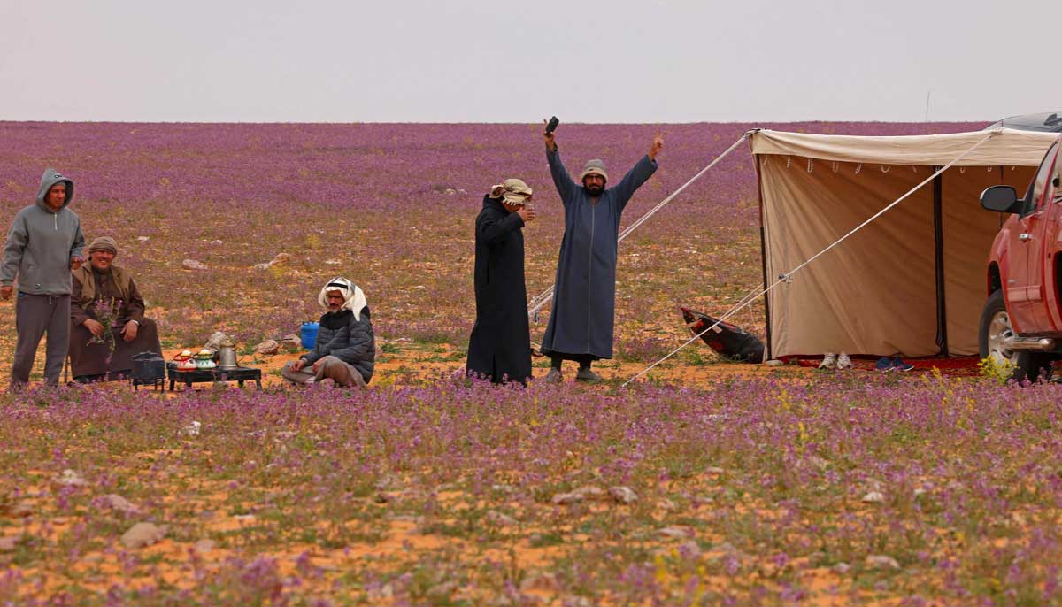 Saudis gather in a lavender field in Rafha town, near the border with Iraq, on February 13, 2023. — AFP