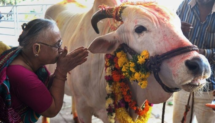 Eleştirmenler, Modi hükümetini inekleri koruma adına azınlık Müslümanlara yönelik kanunsuz saldırılara göz yummakla suçladılar.— AFP/dosya