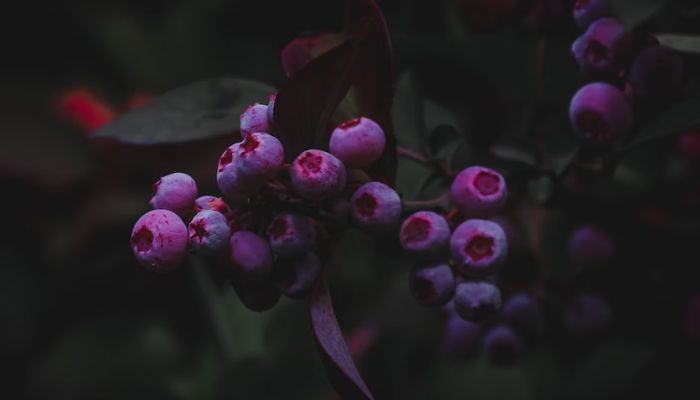 Fotografi berry dengan cahaya redup.— Unsplash