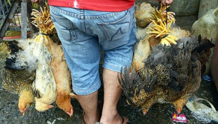 Un uomo cambogiano trasporta polli in un mercato di Phnom Penh mentre il paese combatte il ceppo di influenza aviaria H5N1 che ha sconcertato gli esperti un decennio dopo l'inizio di una grave epidemia in Asia.— AFP/file