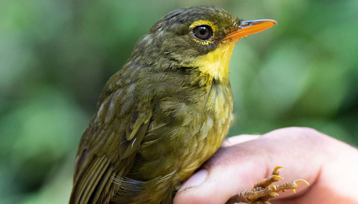 Burung penyanyi Madagaskar terlihat lagi setelah 24 tahun