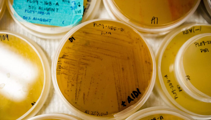 I laboratori di tutto il mondo detengono librerie di composti che possono essere testati contro nuove malattie.  AFP/File