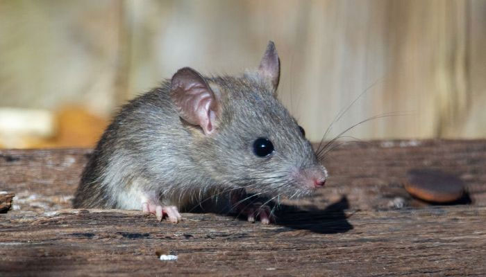 Revolutionary: Scientists create mice with two fathers