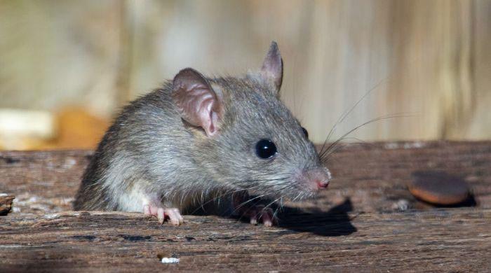 'Revolutionary': Scientists create mice with two fathers
