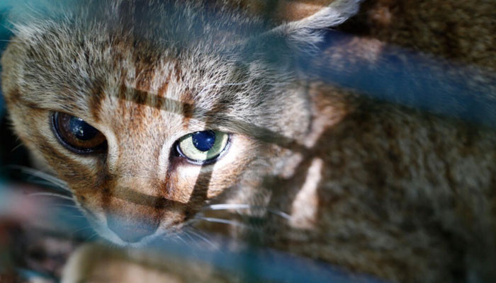 Spesies rubah kucing unik ditemukan di pulau Corsica, Prancis