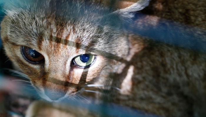 Analisis genetik baru telah mengungkapkan strain genetik unik pada kucing liar yang ditemukan di semak hutan terpencil di Corsica utara.  AFP/Berkas