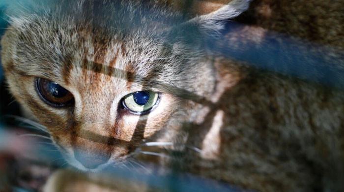 Unique cat-fox species discovered on French island of Corsica