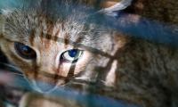 Unique cat-fox species discovered on French island of Corsica