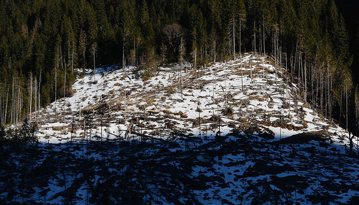 In this file photo taken on January 16, 2014, ilegally deforested areas mountain forest in the Pojarna Valley, in the heart of the Romanian Carpathians in Fagaras. Logging, wildfires and farming are causing mountain forests, habitat to 85 percent of the world´s birds, mammals and amphibians, to vanish at an alarming rate, according to a study published on March 17, 2023.— AFP