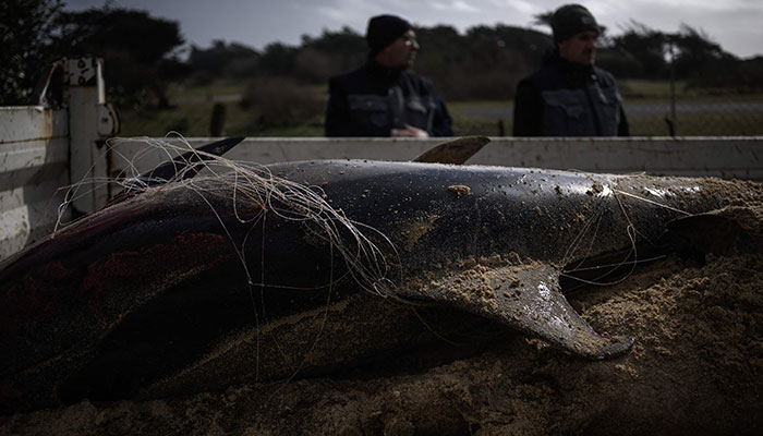 The carcase of a dolphin with a fishing net wrapped around its body lays on the back of a truck after it was retrieved from the beach of Ars-en-Re, on Ile de Re, southwestern France, on March 13, 2023.—AFP