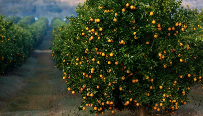 Scientists collaborate to develop biological control measures to enhance the quality and quantity of citrus fruits in Pakistan. — AFP/File