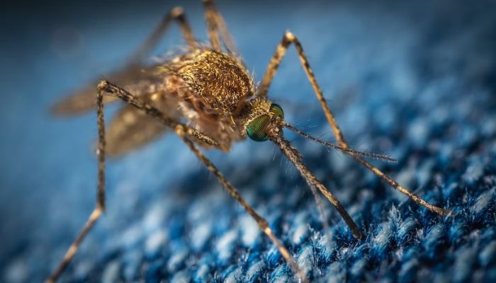 (representational) The image shows a zoomed-in photo of a mosquito.— Unsplash