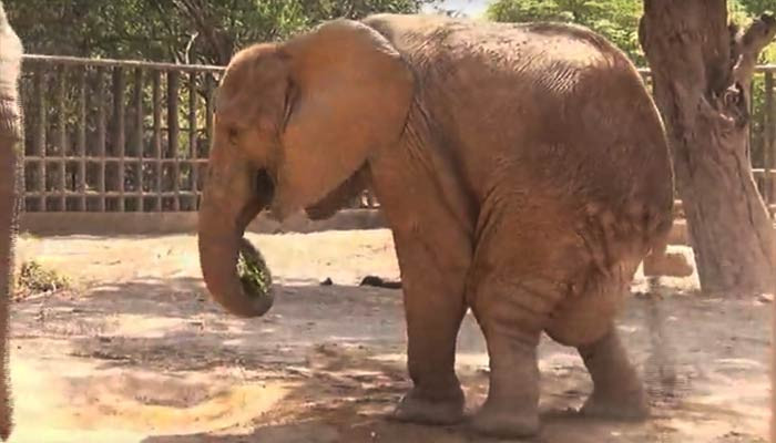 Karaçi Hayvanat Bahçesi filinin sıhhat durumu kötüleşiyor