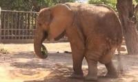 Karachi Zoo Elephant’s Health Condition Deteriorates