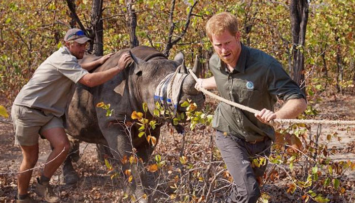 Prince Harry loved mingling freely with all creatures in Africa