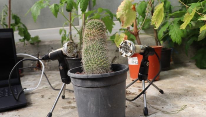 Major breakthrough: When stressed, plants emit sounds humans cant hear