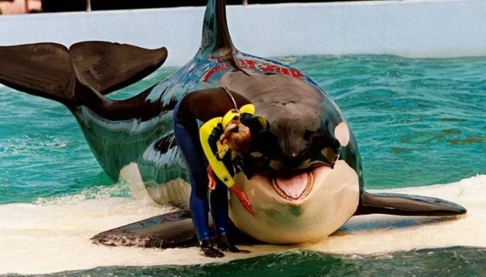 Trainer Marcia Hinton pets Lolita, a captive orca whale, during a performance at the Miami Seaquarium in Miami, March 9, 1995.— AFP