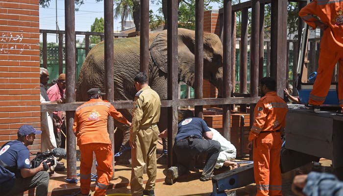Four Paws Internationals team of veterinarians and wildlife experts examine elephant Noor Jehan at the Karachi Zoo in Karachi on April 5, 2023. — AFP