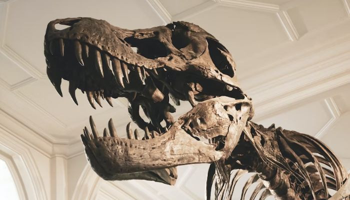 Ender kompozit T-rex iskeleti, İsviçre’deki müzayedede 5.3 milyon dolara satıldı