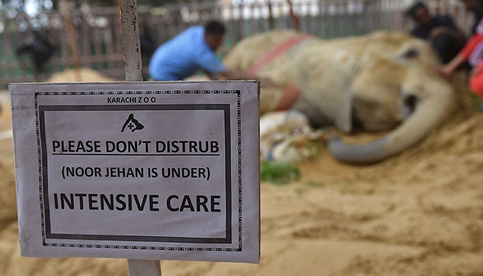 Veterinerler 18 Nisan 2023'te Karaçi'deki Karaçi Hayvanat Bahçesi'nde fil Noor Jehan'ı muayene ediyor. — AFP